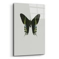 thumbnail image 2 of Epic Art 'Green Butterfly' by Incado, Acrylic Glass Wall Art, 16"x24", 2 of 8