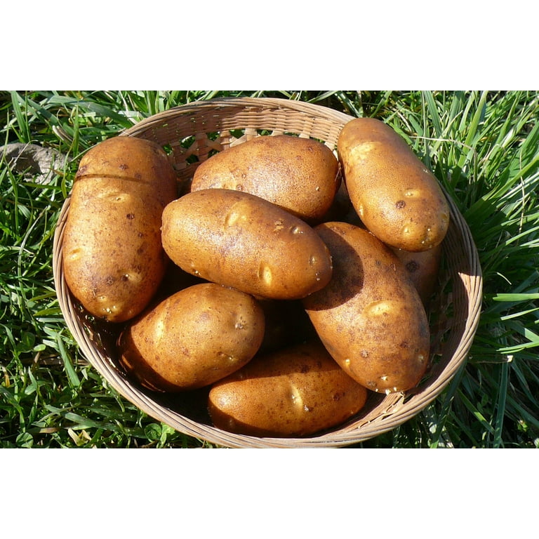 TomorrowSeeds - Russet Seed Potatoes - USDA Certified For Growers Tuber  Brown Skin Idaho Potato Garden Growing Planting Vegetable Seed 2025 - 1  Pound - Walmart.com