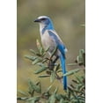 thumbnail image 2 of Jones, Adam 17x24 Gold Ornate Wood Framed with Double Matting Museum Art Print Titled - Florida scrub jay-Merritt Island National Wildlife Refuge-Florida, 2 of 4