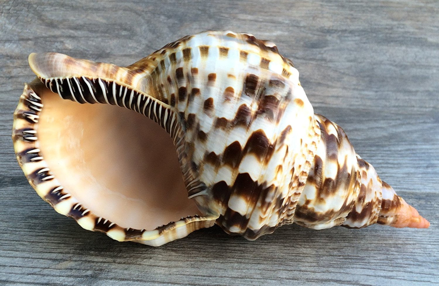 Whole Conch Shells Tan Cream Colors SS-110 Free 2 Day Shipping 3 to 4 inch Gift Seashell Collector