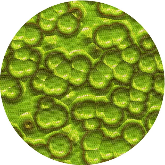 Ahgly Company Tapis Rond Lavable en Machine Intérieur Transitionnel Aloe Vera Vert, 3 Pieds Rond