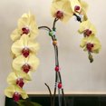 thumbnail image 4 of Plant Clips 30Pcs Orchid Clips Ladybird Orchid Support Clips Plant Clips For Support Flower Orchid Grafting Clamp(30PCS), 4 of 8