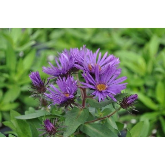 Purple Dome Fall Blooming Perennial - Aster - Quart Pot- Hardy