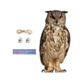 thumbnail image 3 of Fake Owl Decoration Owl to Frighten Birds for Garden Decor Windows Rooftops B, 3 of 9
