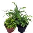 thumbnail image 2 of Hirt's Terrarium Kit with 3 Live Mini Ferns in 2" Pots, 2 of 4