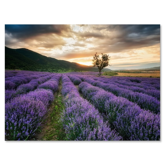 Designart ' Dramatic Clouds and Sunrise Over Lavender Field VII ' Farmhouse Canvas Wall Art Print