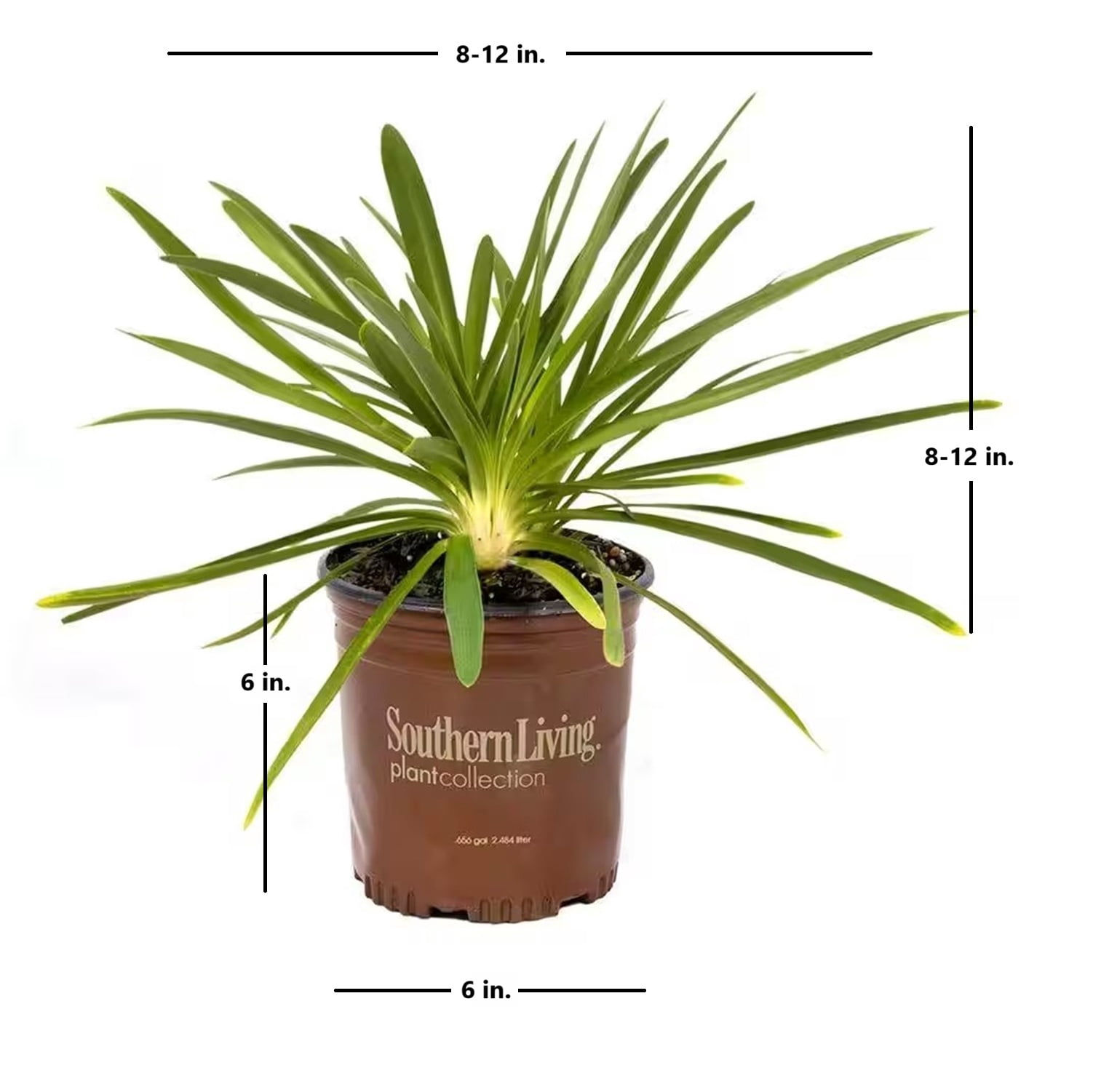 Southern Living Queen Mum Agapanthus 'Lily of the Nile' Live Shrub in 2.5-Quart Grower Pot