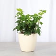 thumbnail image 2 of Live English Ivy Plant - Air Purifying - 4" Decorative Pot Cover - Beige - Thorsen's Greenhouse, 2 of 7