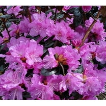 PJM Elite Lavender Rhododendron - Live Plant ( 1 QT )