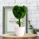 thumbnail image 3 of Gwong Decoración hogareña Flower Flower Plant Forma de corazón Forma de plum Flor de plástico Patio Patio Simulado maceta para estantes Soporte Gwong 21061513, 3 of 6