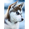 thumbnail image 1 of Diamond Painting (DE4950) Cuadrado 5D DIY Perro Animal Mosaico Decoración (Nx071) 45x60cm FLhrweasw Nuevo, 1 of 1