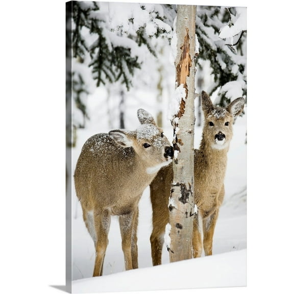 Great Big Canvas "Two Young Deer In A Snow Chewing On Tree Bark, Alberta, Canada"  by Michael Interisano Gray Black   Wrapped Canvas Print Wall Artwork