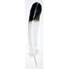 set of 10 8-12" Smudging "eagle" feather