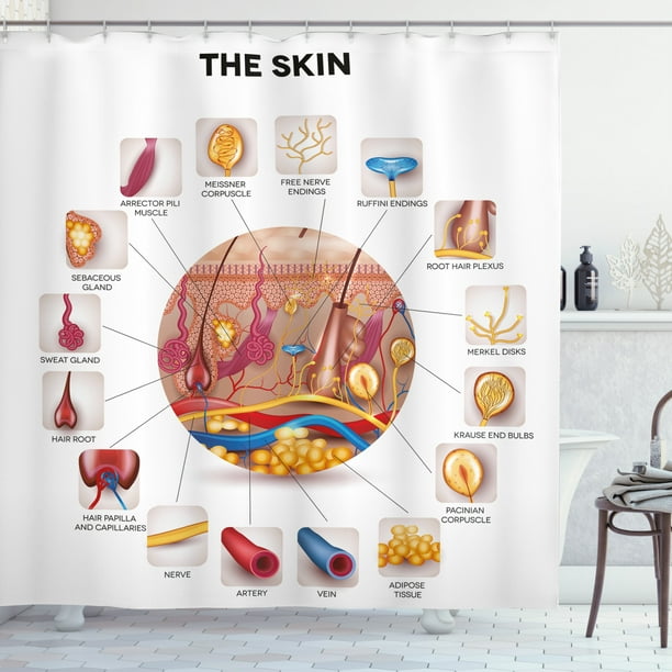 Educational Shower Curtain Skin Anatomy Elements In Round Shaped Diagram Pores Hair Roots Veins Sensory Fabric Bathroom Set With Hooks 69w X 84l Inches Extra Long Multicolor By Ambesonne Walmart Com Educational Shower Curtain Skin Anatomy Elements In Round Shaped Diagram Pores Hair Roots Veins Sensory Fabric Bathroom Set With Hooks 69w X 84l Inches Extra Long Multicolor By Ambesonne Walmart Com