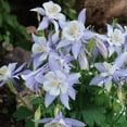 thumbnail image 4 of Mixed Colorful Columbine Flowers - 10 Bulbs - Pink, Purple, Red, White, Yellow Flowers Attracts Butterflies, Bees & Hummingbirds-Spring Garden Perennial, 4 of 5