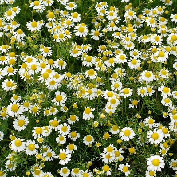 Roman Chamomile Seeds for Planting - Non-GMO, Heirloom & Untreated - Grow a Home Grown Medicinal Tea Herb Garden Indoors or Outdoors 150 Seeds
