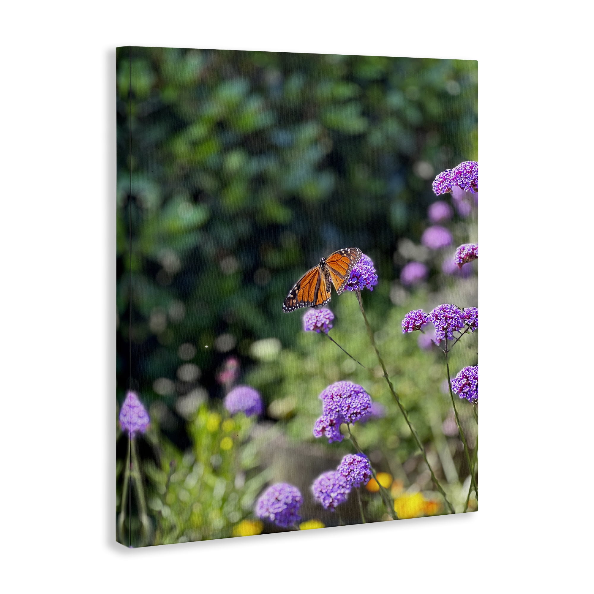 Stupell Industries Butterfly in Meadow Animals & Insects Photography Gallery Wrapped Canvas Art Print Wall Art, 24 x 30