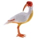 thumbnail image 5 of Pájaros Realistas Con Plumas Figuras De Animales Realistas Para La Decoración Del Jardín Casero - 10 Estilos Pájaros - # 7 Ibis con cresta roja Ibis crestado rojo Sunnimix Estatua animal realista, 5 of 8