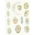 thumbnail image 3 of Charles Atwood Kofoid 14x18 Black Modern Framed Museum Art Print Titled - The Free-Living Unarmored Dinoflagellata Pl 2 (1921), 3 of 5