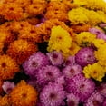thumbnail image 2 of Expert Gardener 1.5G Orange Purple Yellow Mum Live Plant Hanging Basket Full Sun, 2 of 7