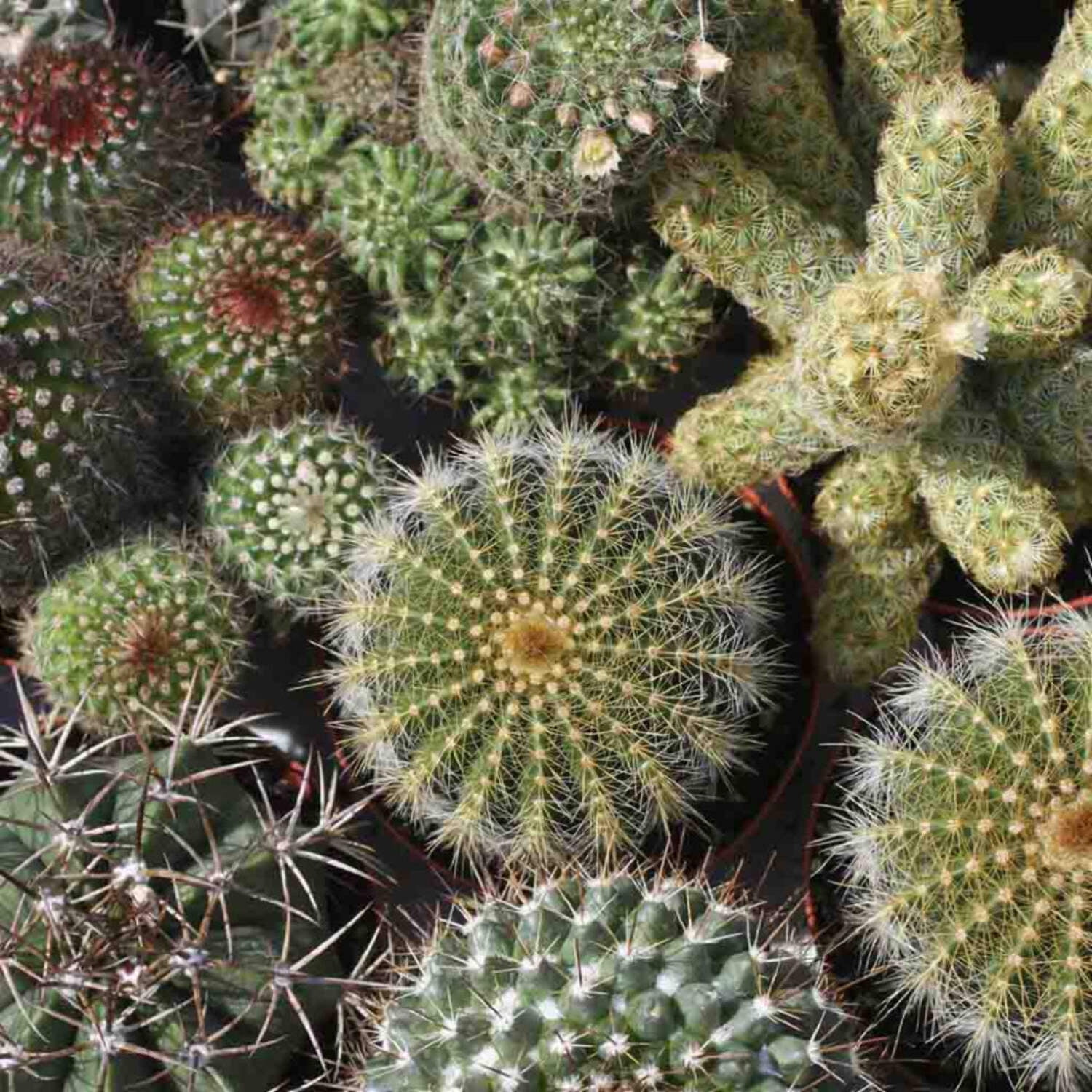 Ferry-Morse Online Edition Cactus Mixed Varieties Seed Bundle - 8 Pack