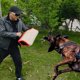 thumbnail image 2 of Durable Dog Bite Arm Sleeve Dogs Chew Jump Training Tug Yute para entrenamiento rojo Zulema Manga de protección, 2 of 8