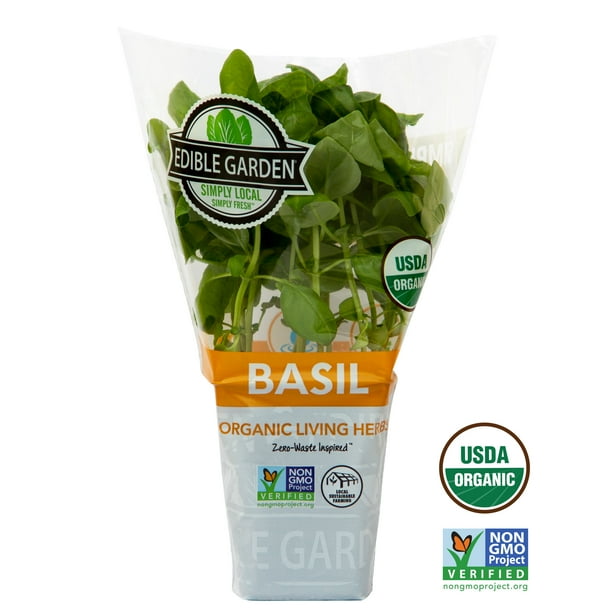 Best Fresh Potted Sweet Basil Culinary Herbs