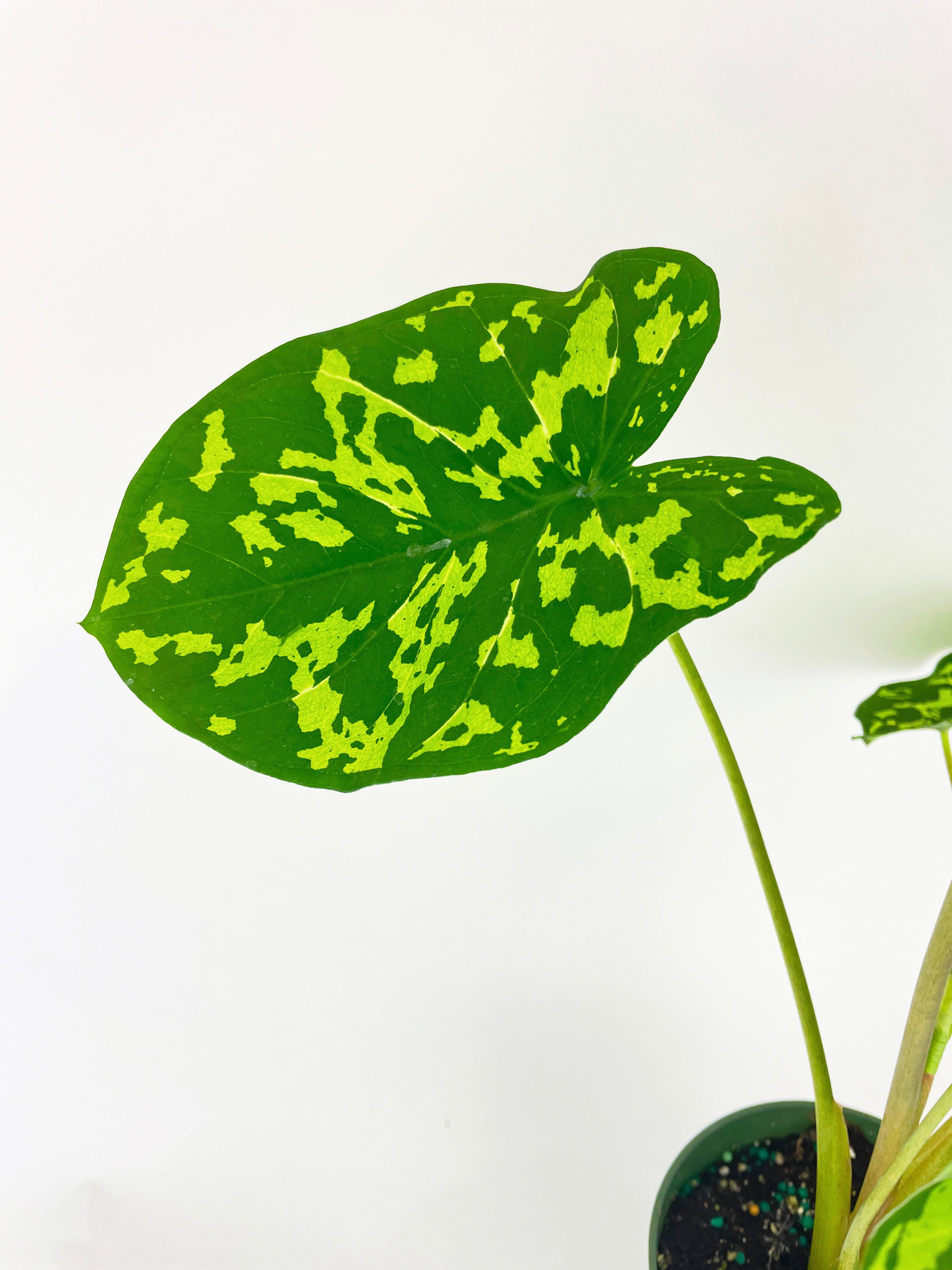 Caladium Hilo Beauty - Live Air-Purifying Indoor Plant in Nursery Pot – Easy Care, Low Maintenance Houseplant for Home & Office Decor, Natural Air Cleaner, Best for Beginners (4"Pot)
