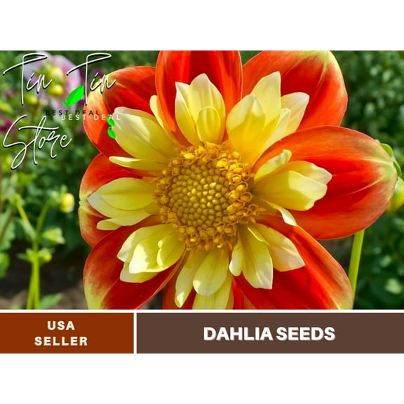 40  Seeds| Pooh Swan Island Dahlia Perennial Seeds | Seeds, Herbal Seeds, Flower Seeds, GMO Free, Authentic Seed #D076