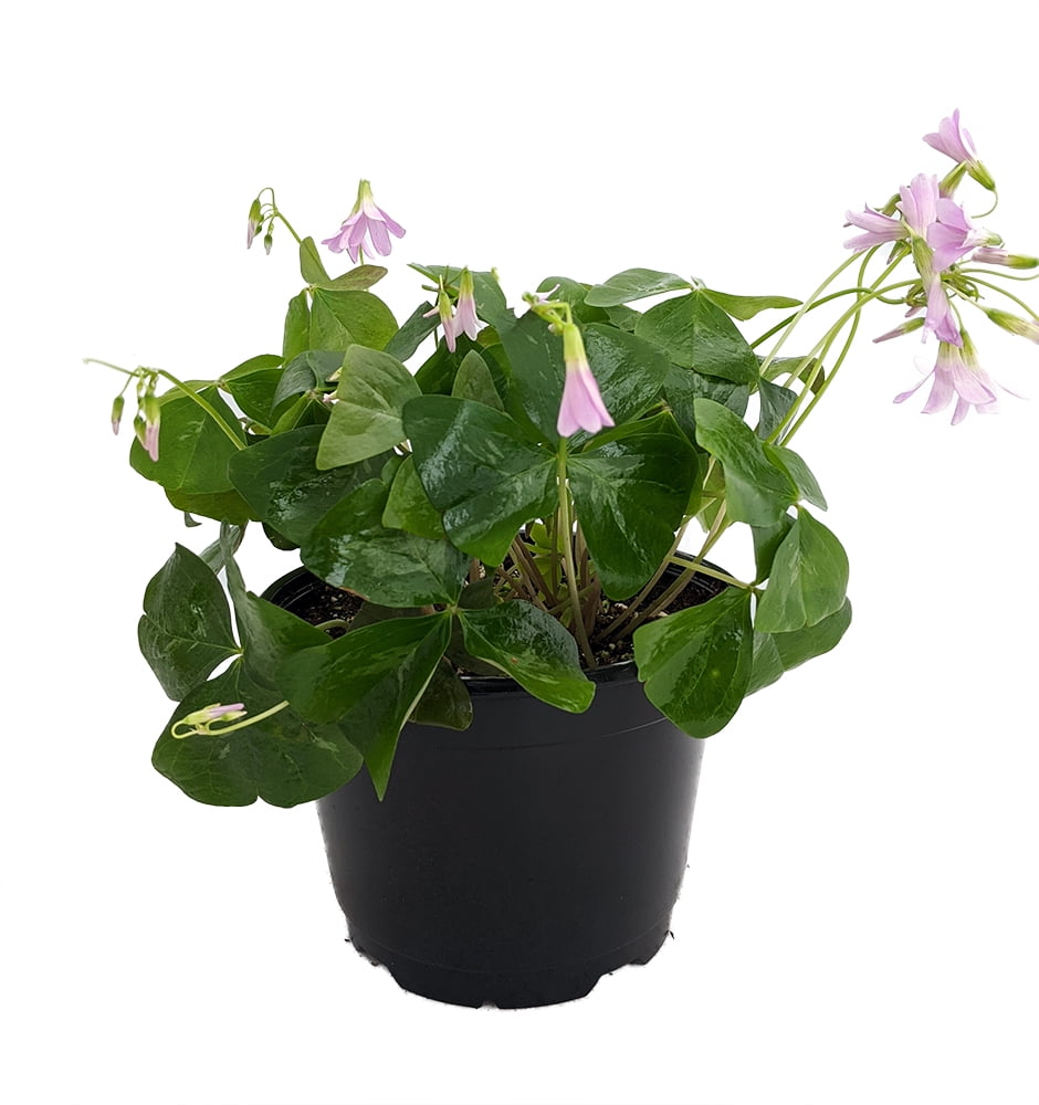 Green Shamrock Plant - Lavender Flowers - Oxalis - 6" Pot ...