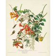 thumbnail image 2 of Audubon, John James 12x14 White Modern Wood Framed Museum Art Print Titled - Pl 47 Ruby-throated Hummingbird, 2 of 4