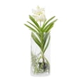 thumbnail image 2 of Orquídea vanda en maceta, 2 of 4