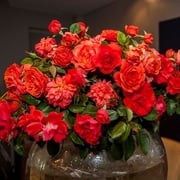 Heirloom Roses - Nelson Mandela Floribunda Rose Plant