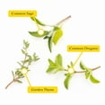 thumbnail image 2 of 1 Italian Cooking Herb Plant Trio: Live Aromatic Culinary Herbs in 3.5" Cubes | Garden-Ready Oregano, Sage & Garden Thyme Plants with Fresh Savory Flavor for Cooking, Containers & Home Herb Gardens, 2 of 8