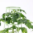 thumbnail image 3 of Expert Gardener 1.5G Red Tomato Roadster Live Plants Decorative Pot Sun, 3 of 6