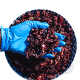thumbnail image 2 of AFRIVANA Hibiscus Flower, Roselle, Sorrel, 1 Count, Flowering, 2 of 14