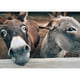 thumbnail image 1 of Pintura de diamante (DE4793) 5D DIY Smile Donkey Square Cross Stitch Craft 50x70cm FLhrweasw Nuevo, 1 of 1