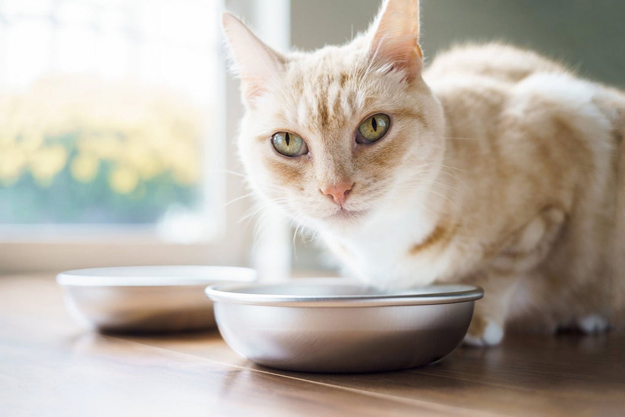 Tips How to Select the Best Elevated Cat Bowl Stand – Americat Company