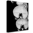 thumbnail image 2 of Tangletown Fine Art Orchid Portrait II By Jeff Maihara,  Gallery Wrap Canvas 35 x 35, 2 of 2