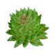 thumbnail image 1 of 10 piezas de suculentas falsas Advancent PVC Flores artificiales tipo 14, 1 of 6