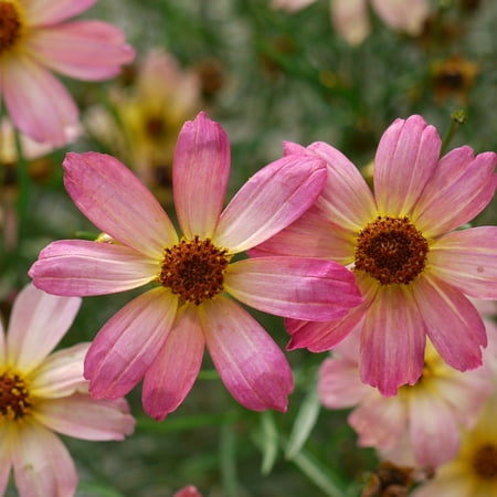 Shades of Rose Coreopsis Tickseed Perennial Plant - Quart (Best Perennials For Shade)