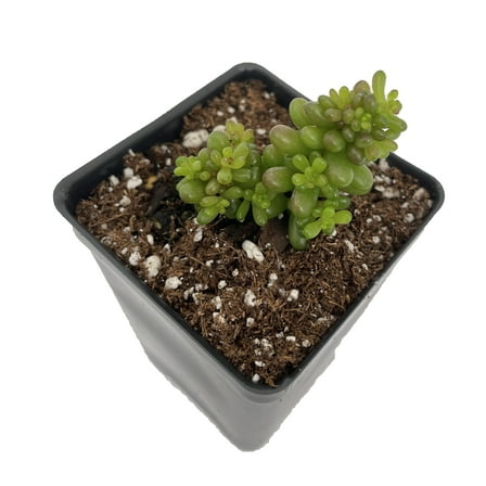 Mini Me Jelly Bean Succulent Plant - Sedum rubrotinctum - 2.5" Pot