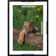 thumbnail image 5 of Art.com Bengal Tiger Cub Sleeping on Fallen Tree Photographic Print by DLILLC, Black Frame Wall Art, 21" x 29", 5 of 5
