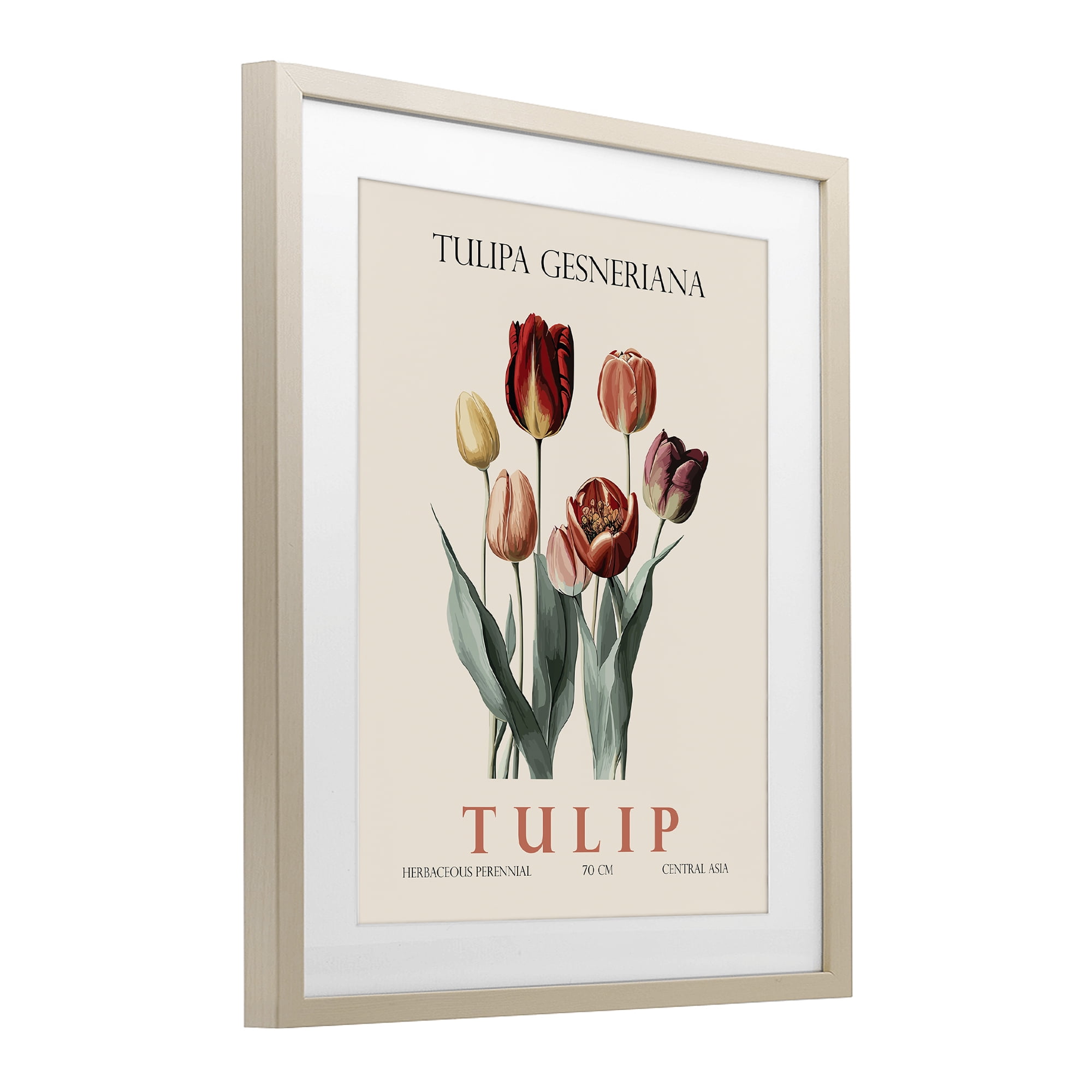 Stupell Industries Natural Tulip Bundle Birch Framed Print Under Glass, design by Christopher Giampietro