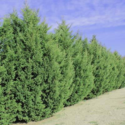 Self-Root 20 Fresh Leyland Cypress Tree 8" Fresh Cutting for Pre-Root 