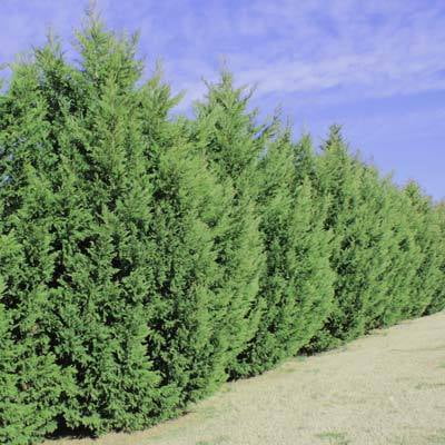 Leyland Cypress Trees Fast Growing Privacy Evergreens Cannot Ship To Az Walmart Com Walmart Com