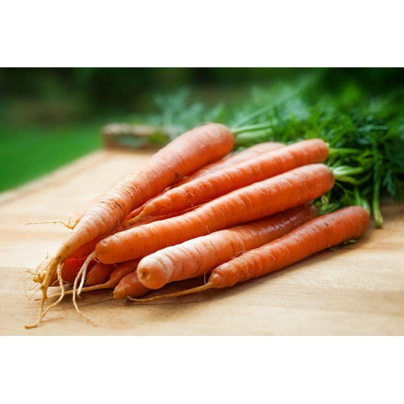 SEEDS = Scarlet Nantes Carrot - 500 Seeds  - Sweet crunchy gourmet heirloom vegetable-Gardeners favorite