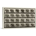 thumbnail image 1 of ARTCANVAS An Elephant Walking Sepia Canvas Art Print by Eadweard Muybridge - Size: 12" x 8" (0.75" Deep), 1 of 9