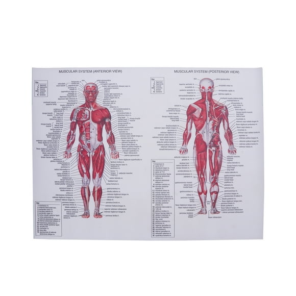 Human Muscular System Silk Poster Anatomical Hanging Picture Room Decoration for Home School Hospital Restaurant (44x33cm)
