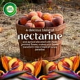 thumbnail image 5 of Air Wick Vibrant Plug In Scented Oil Refill 5Ct Nectarine & Paradise Flower Air Freshener Essential Oils, 5 of 5